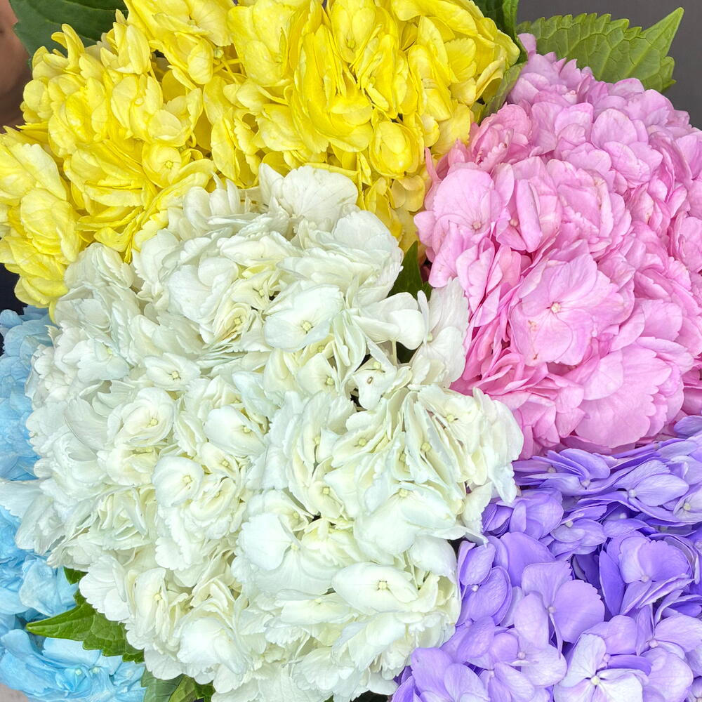 Пачка Гортензии Jumbo mix (5 шт)