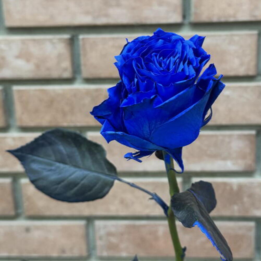 Роза Blue 60 см