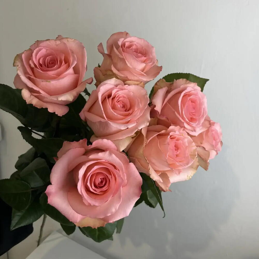 Розы нежные 🌸7