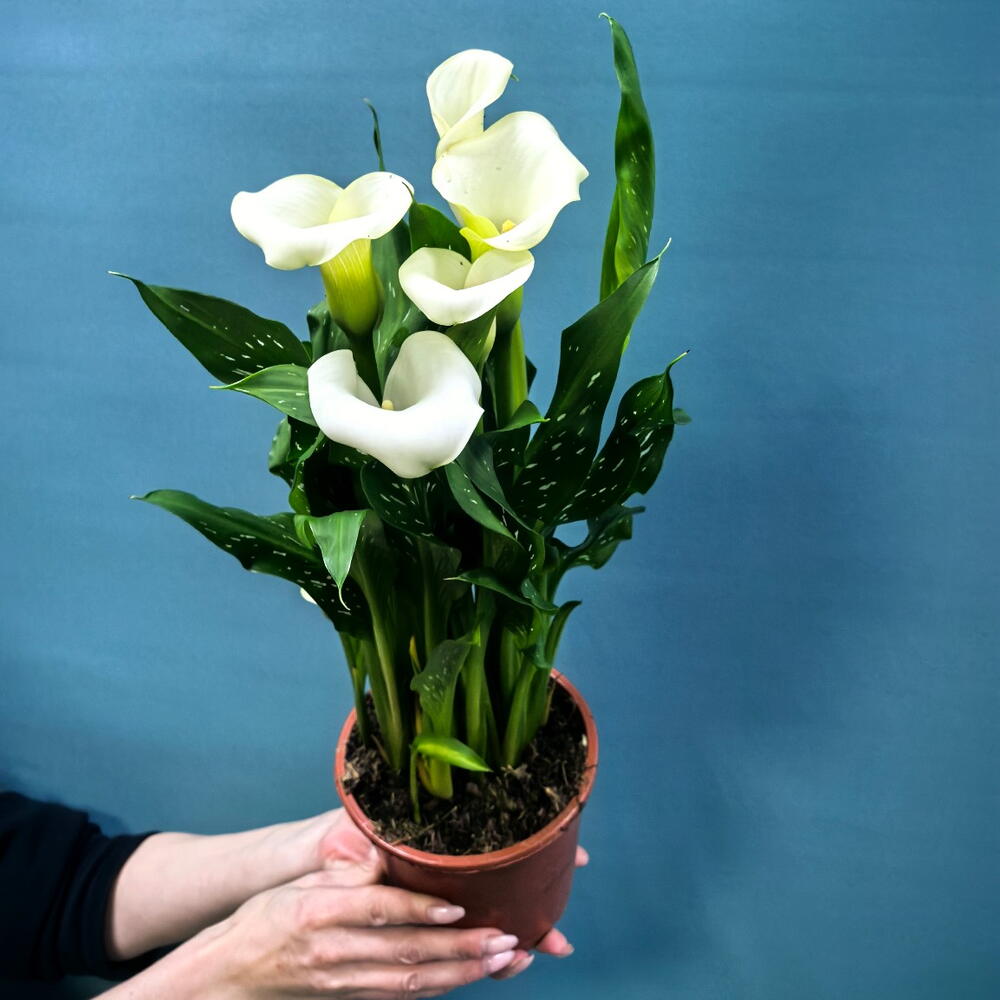Калла