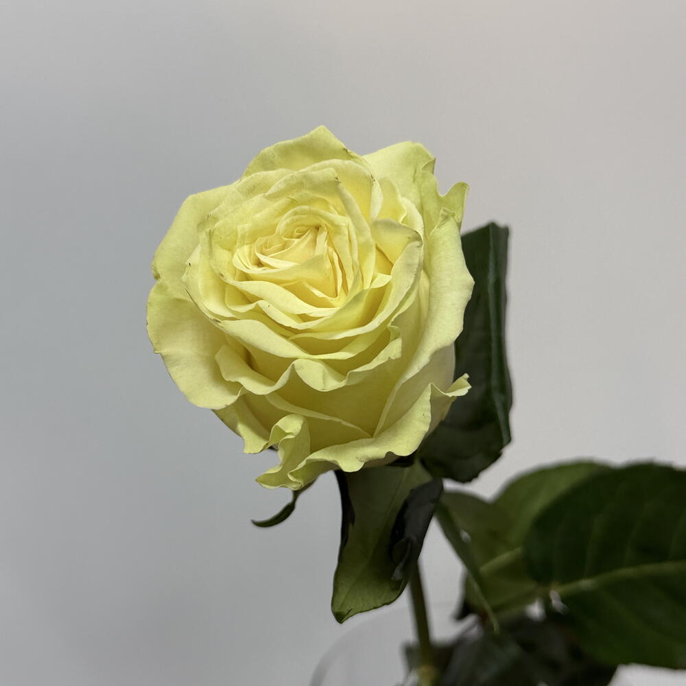 роза Мондиаль