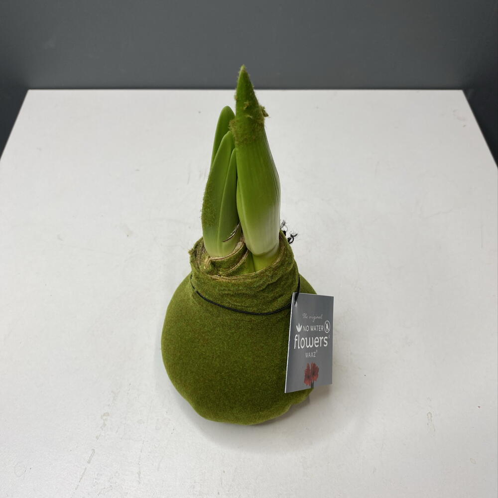 Амариллис прополис