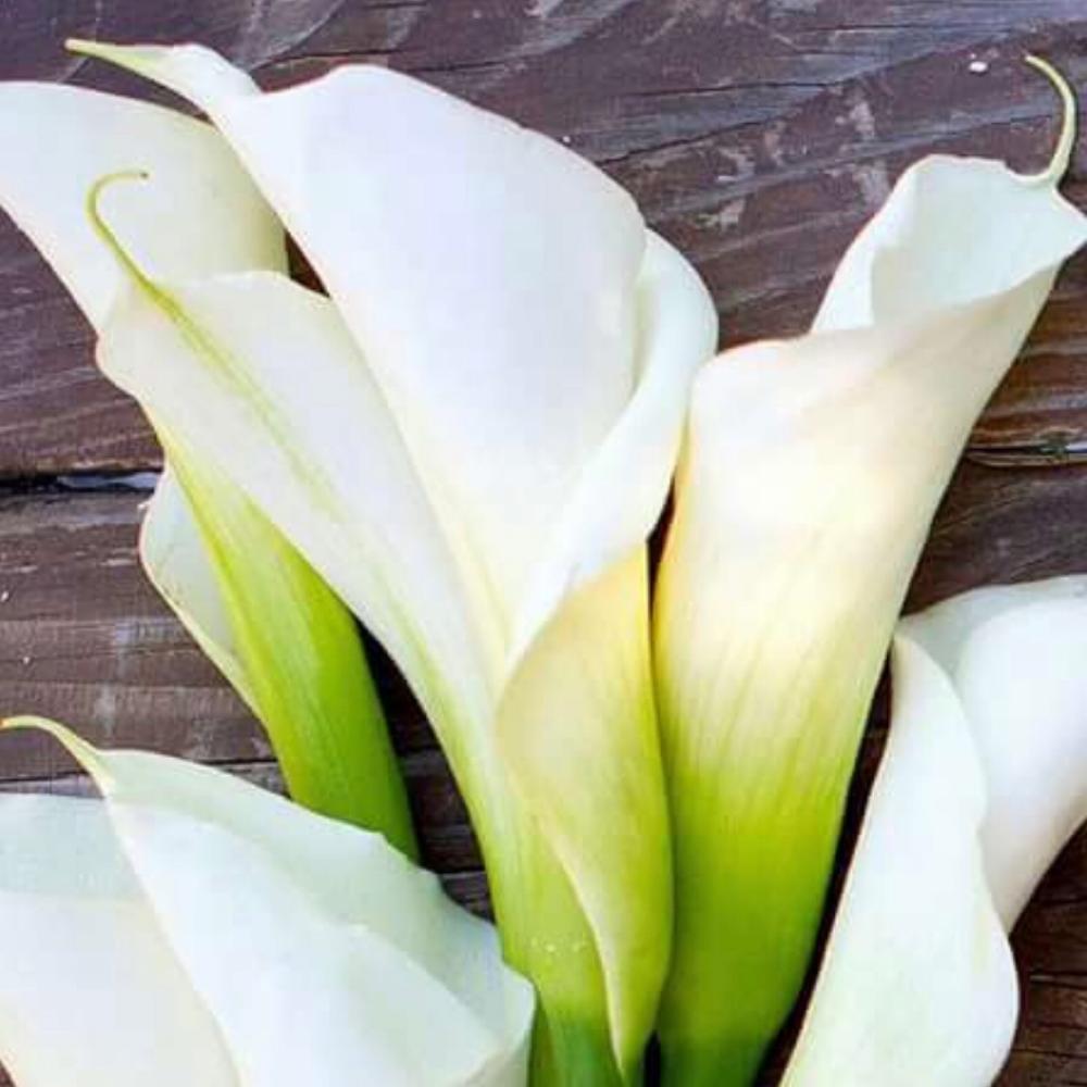 Калла белая. Цветы - белокрыльник (White Calla Lily). Калла Вайт идеал. Калла Аваланч. Зантедеския белая.