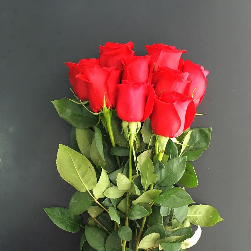 Голландские розы букет. Букет красных роз. Голландские розы. Букет из голландских роз. Голландские розы красные.