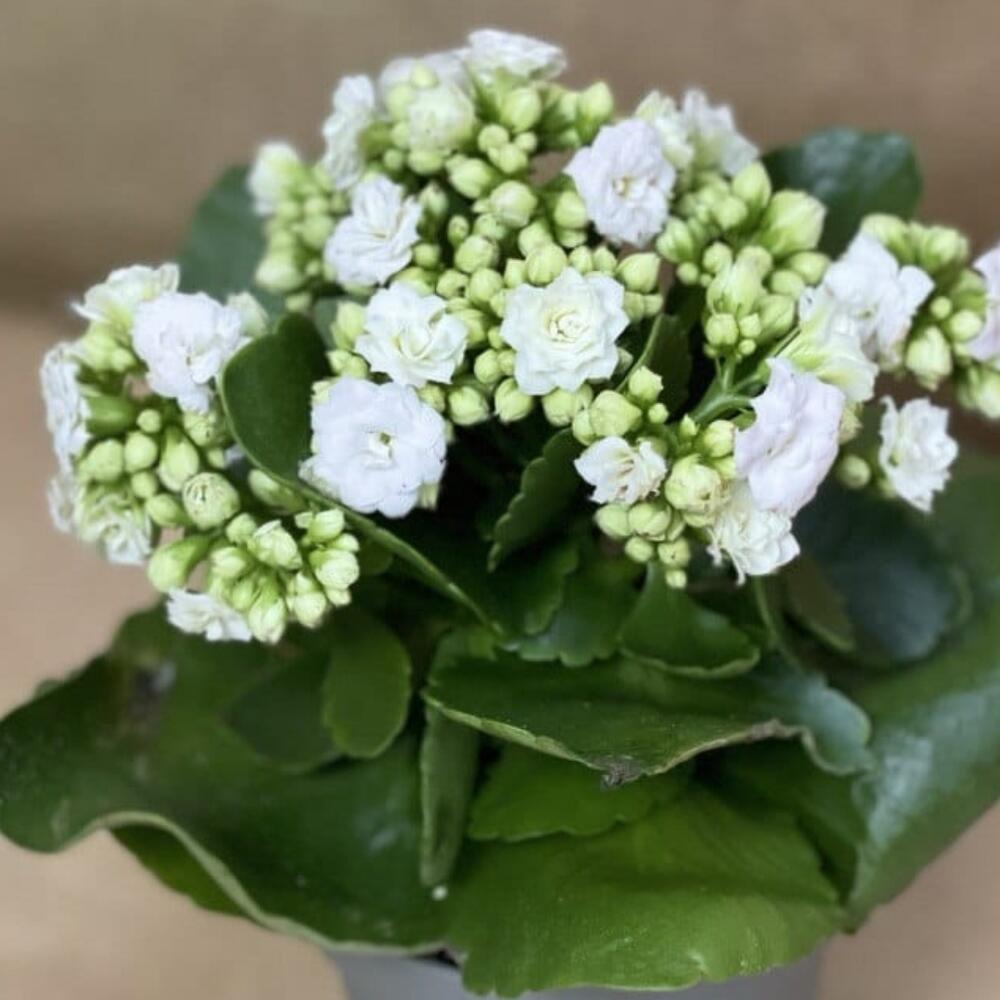 Каланхоэ(белое)