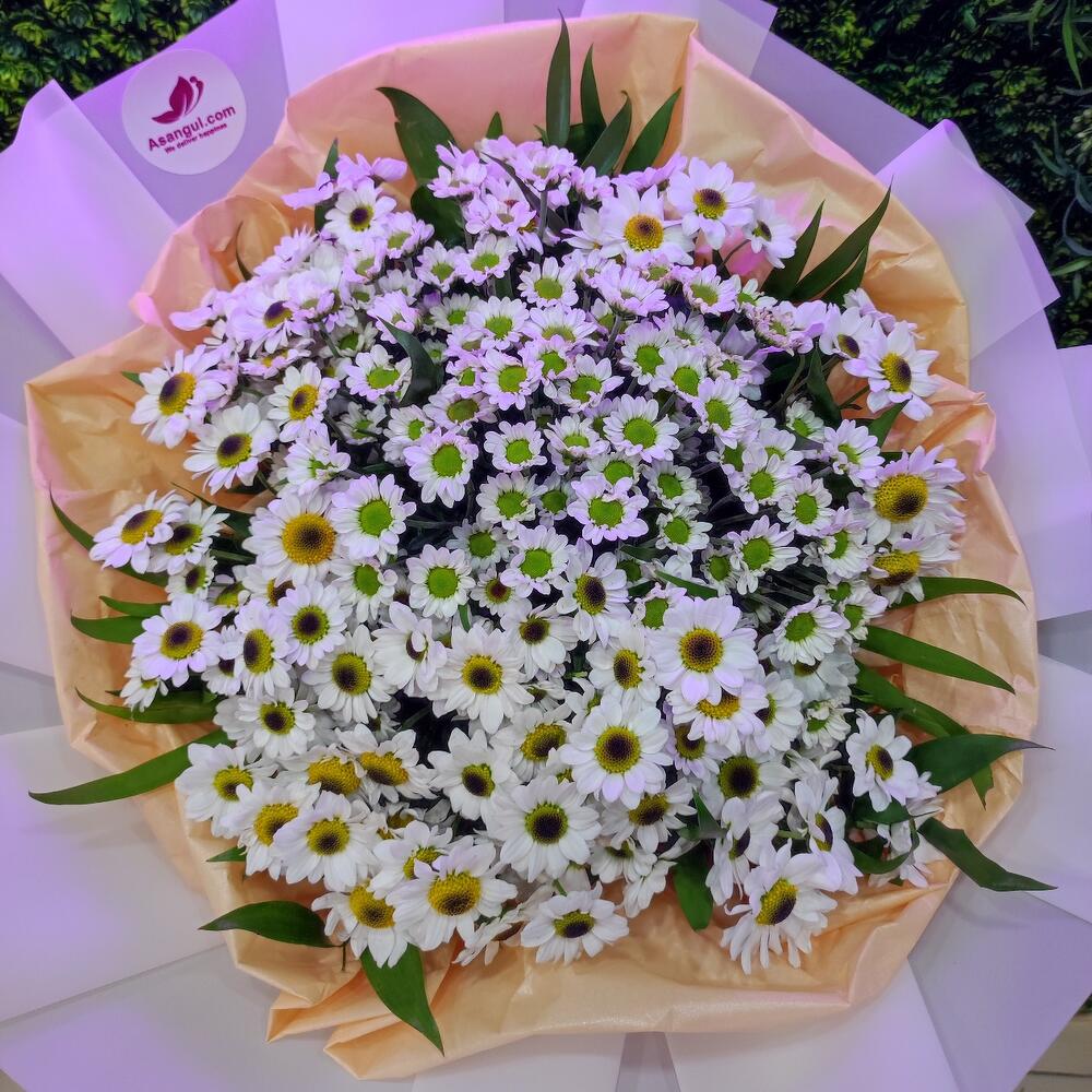 Ромашка Голландская