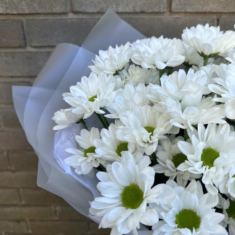 Bush Chrysanthemums in a package