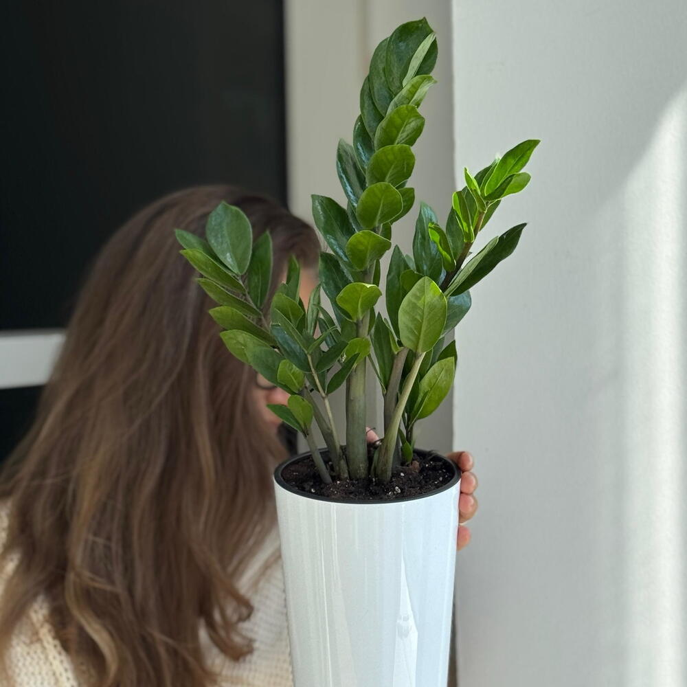 Zamioculcas ( repotted into a planter)
