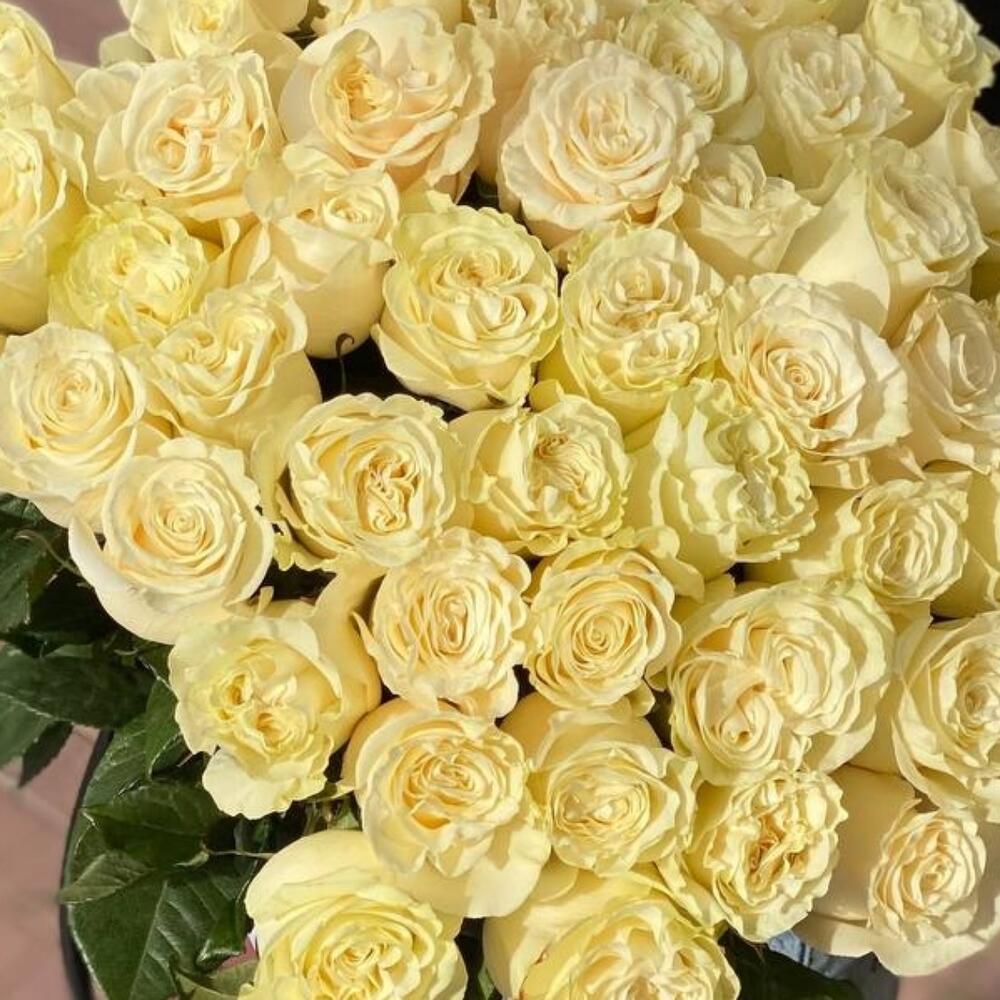 Премиальная 51 роза Мондиаль