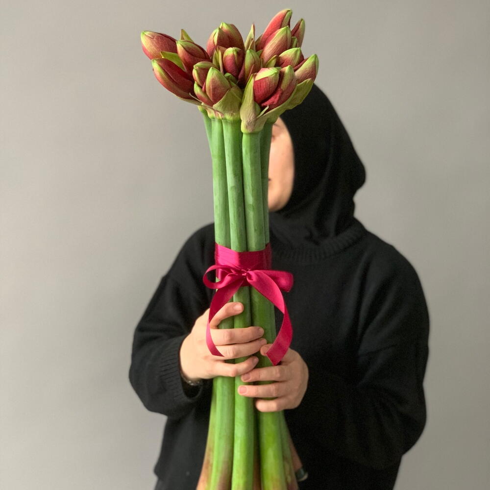 Амариллисы красные 9 шт