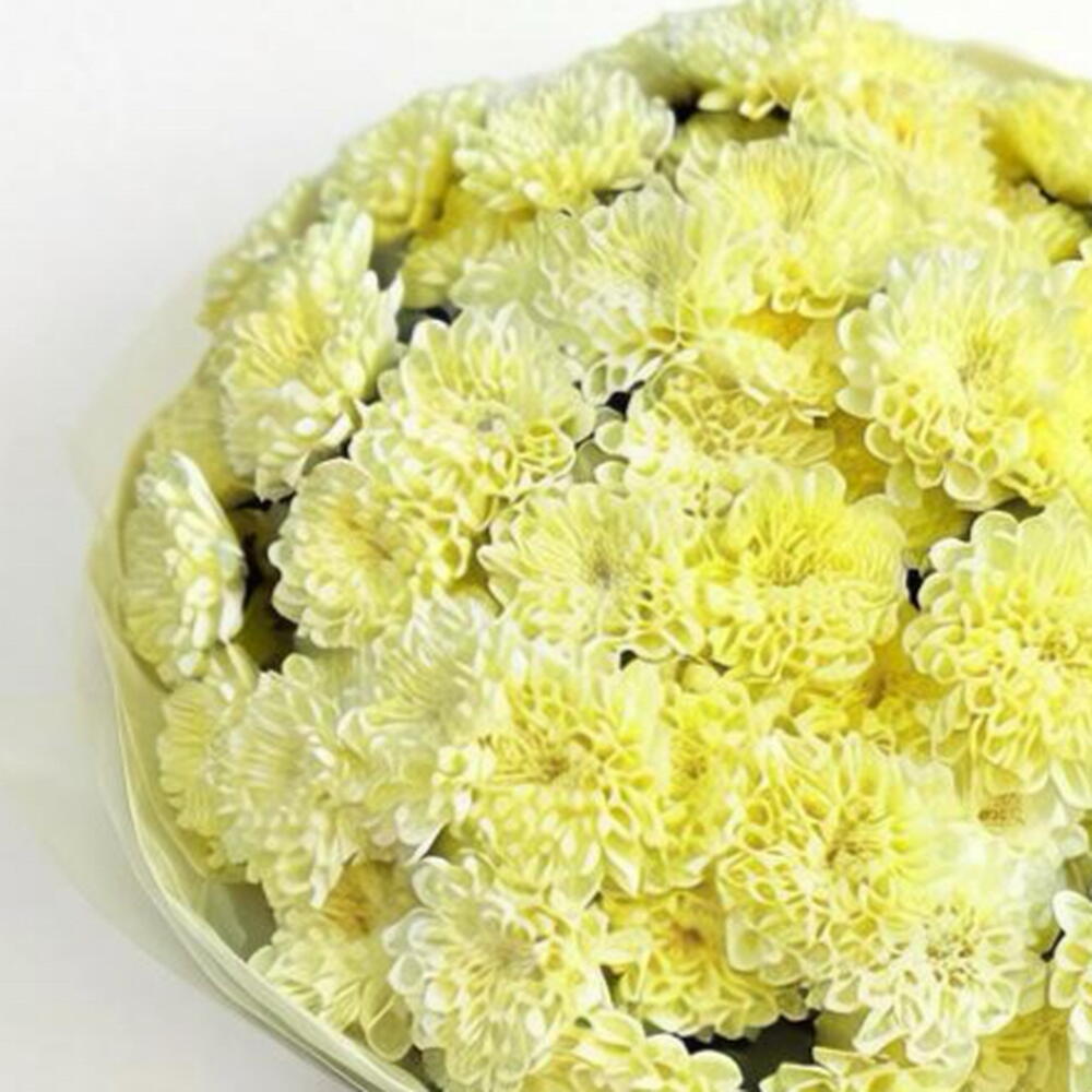 Пышный букет из желтой кустовой хризантемы Алтай