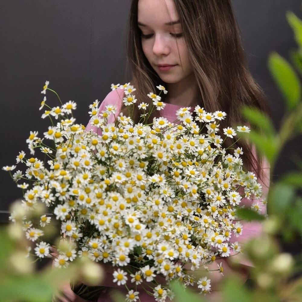 Ромашки Матрикария
