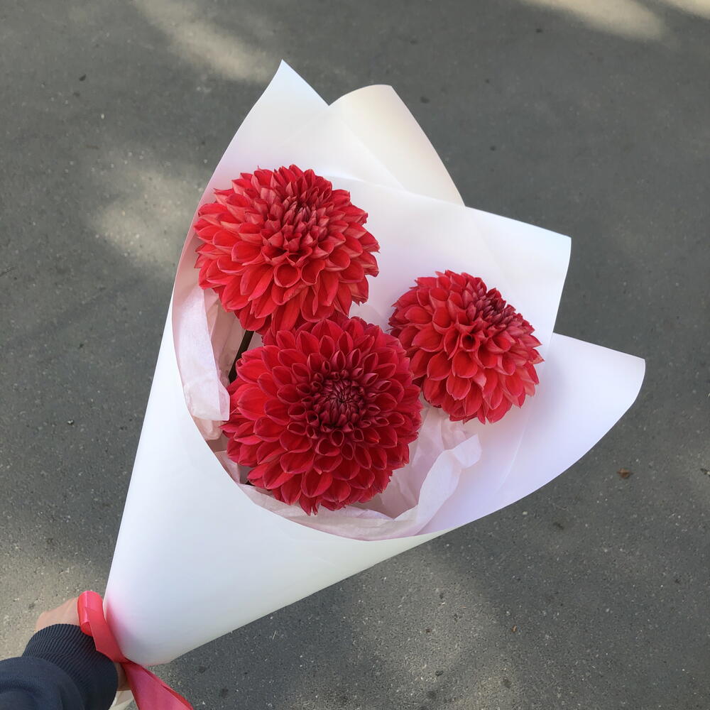 Красные Георгины