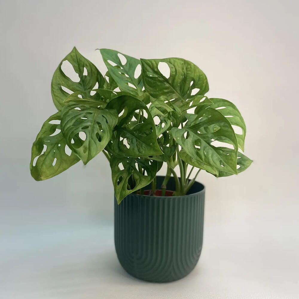 Монстера Манки / Monstera Monkey Mask