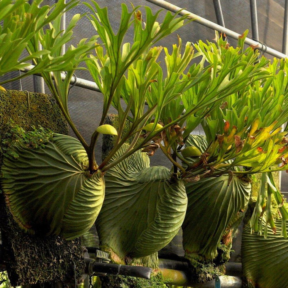 Платицериум Ридли Platycerium Ridleyi