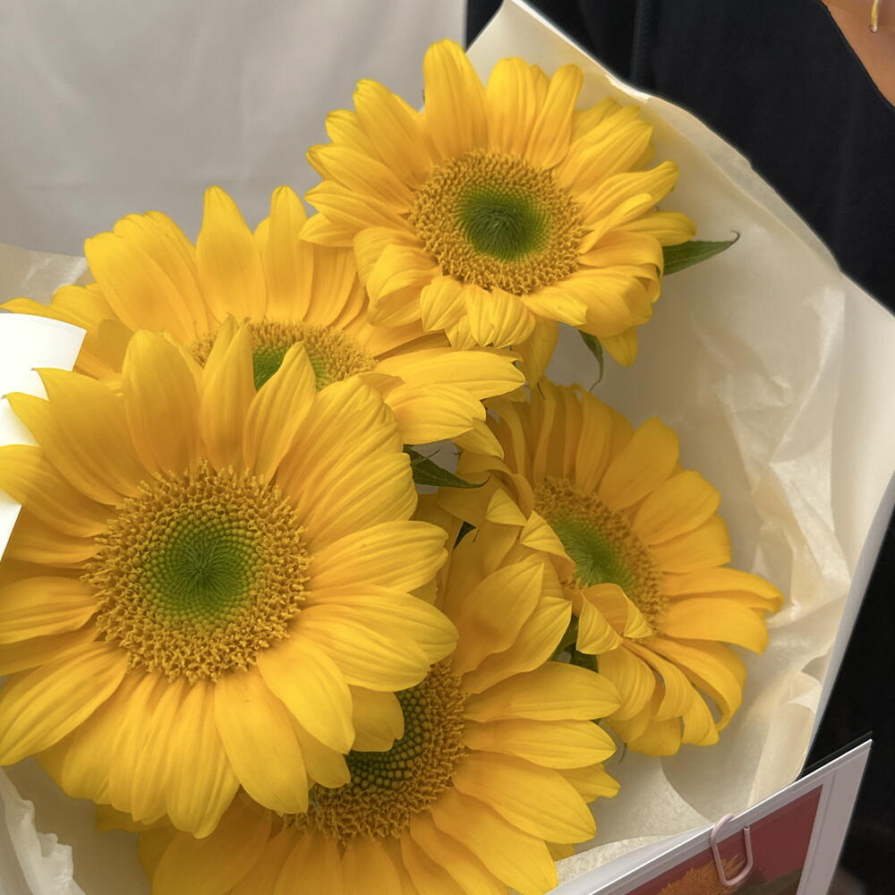 Подсолнухи 🌻