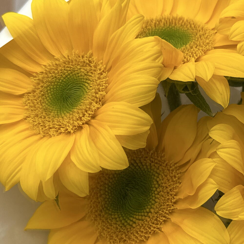 Подсолнухи 🌻