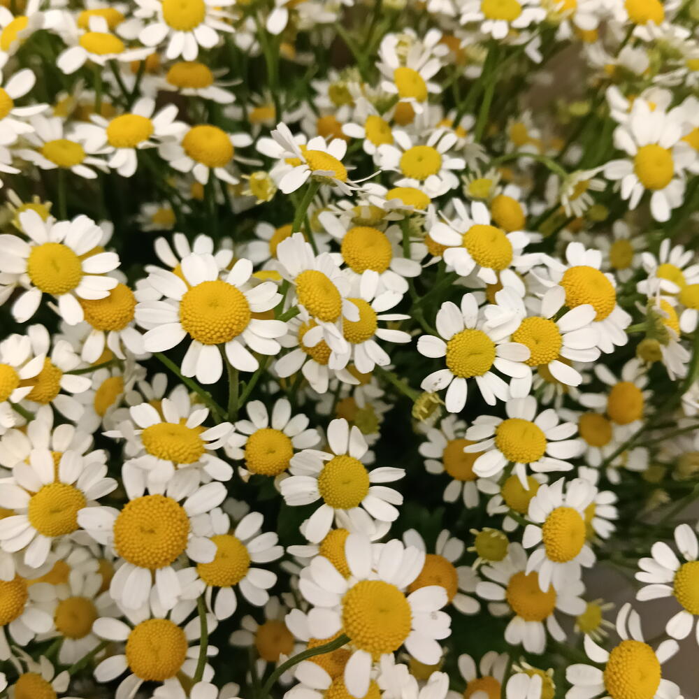 Ромашки 15 шт💐