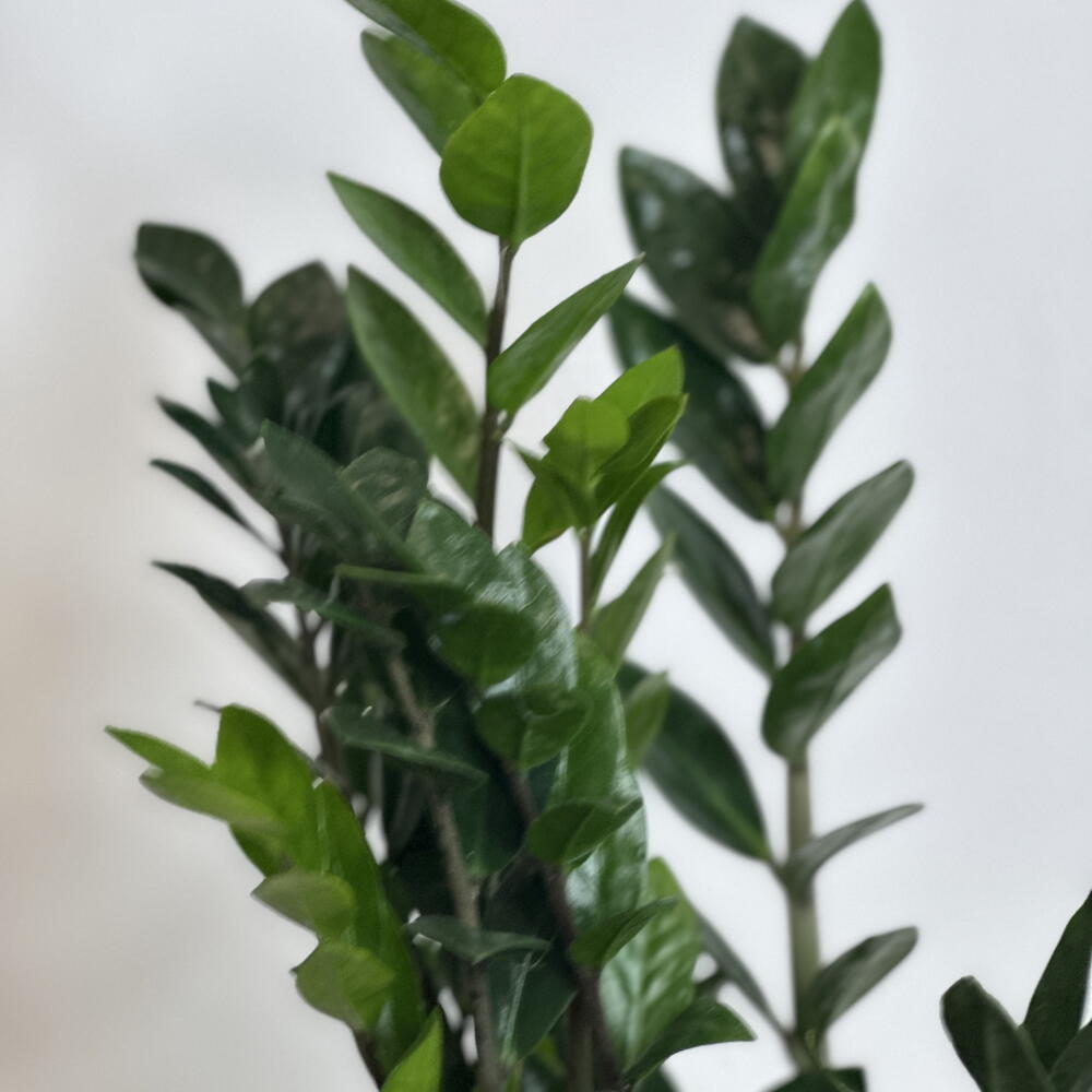 Замиакулькас XS