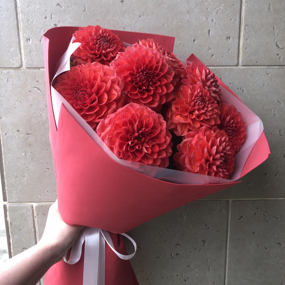 Георгины 🌺🌺🌺🌺🌺