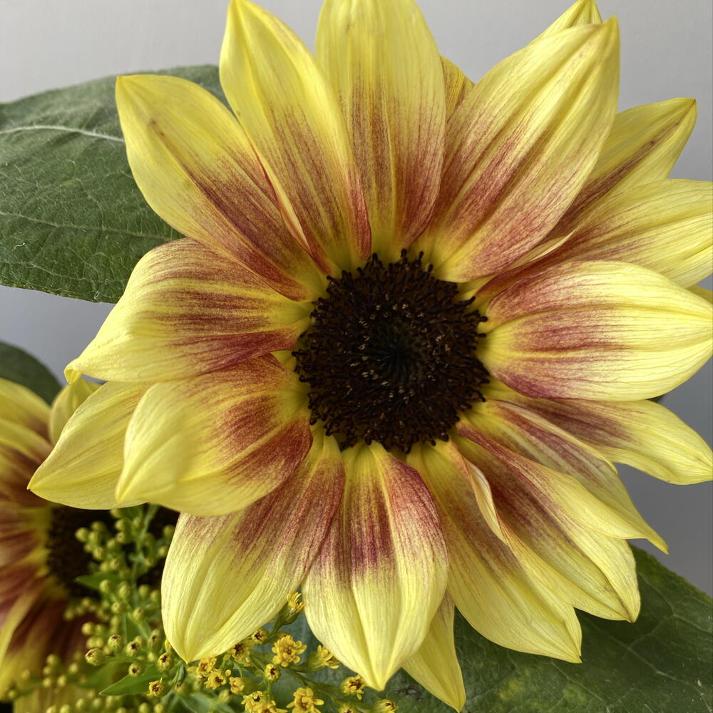 Солнечные подсолнухи 🌻