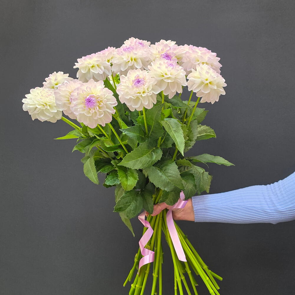 георгины 25 шт