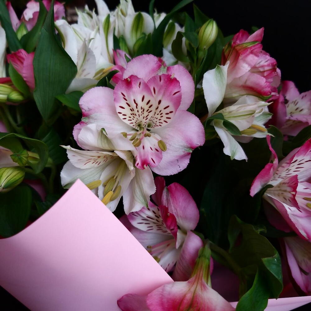Bouquet of Alstroemeria
