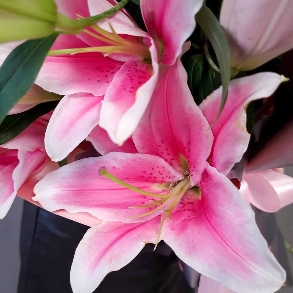 Pink Lilies