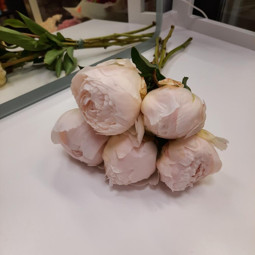 Кремовые пионы