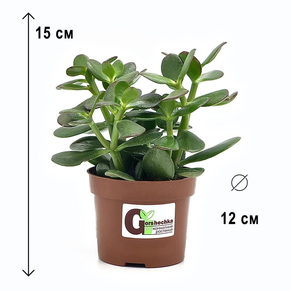 Набор 3 растения: Крассула Овата, Спатифиллум, Замиокулькас, высота 20 ...