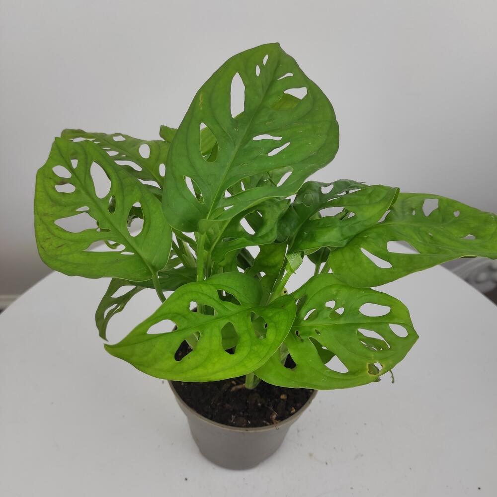 Монстера косая (monstera obliqua) декоративно-лиственное растение ...