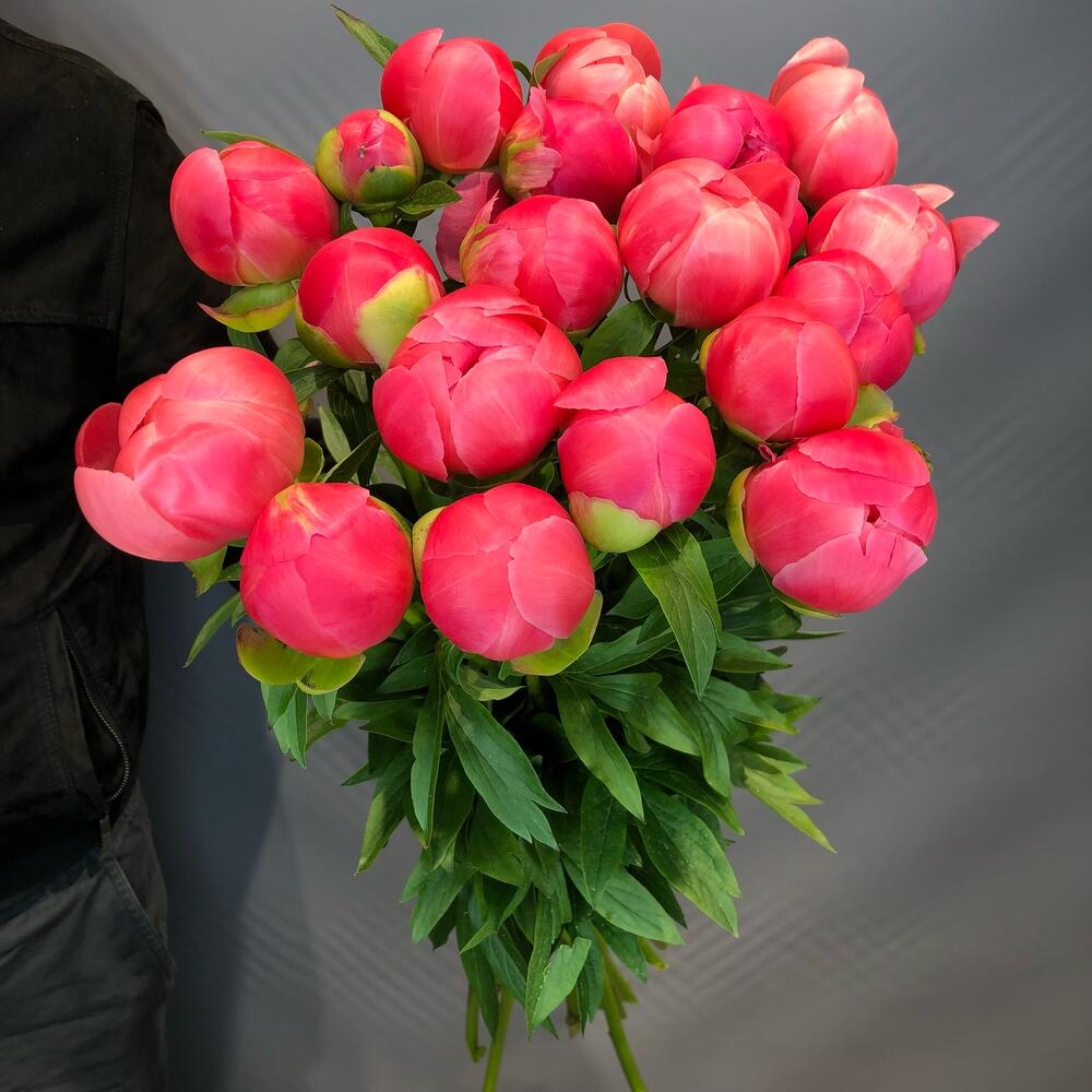 Пионы Корал 🥰