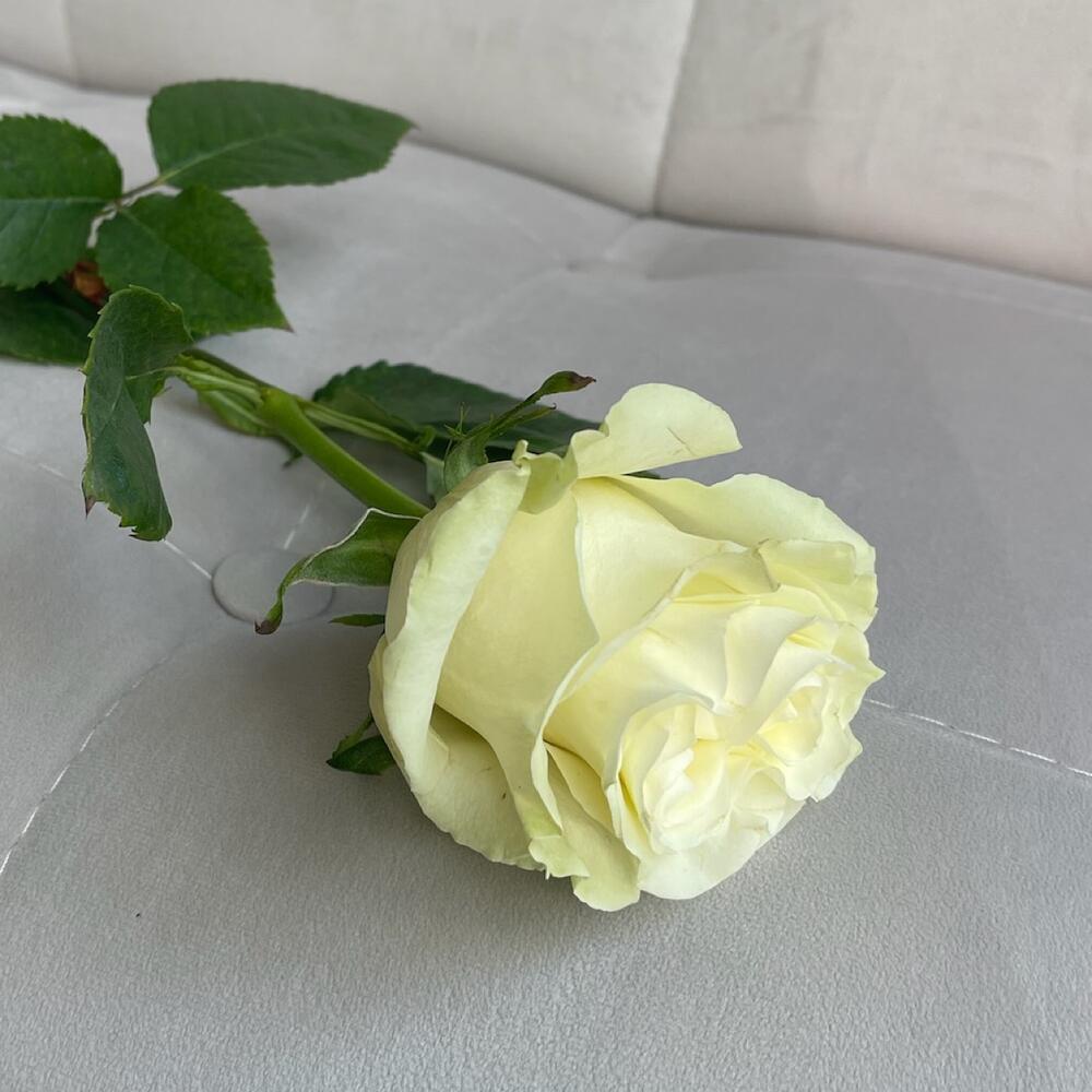 Роза Мондиаль 50см