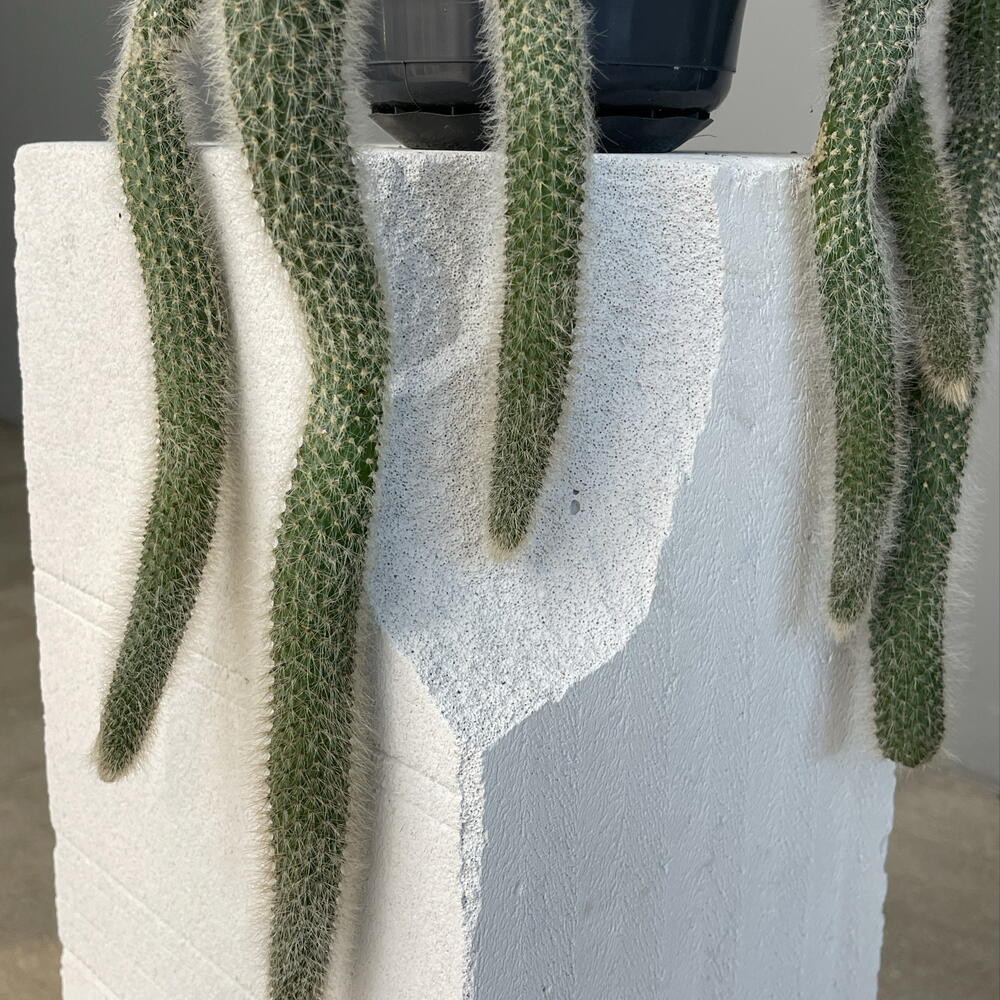 HILDEWINTERA COLADEMONIONIS  CACTUS редкий ампельный экзотический кактус «обезьяний хвост», ценится за обильное цветение
