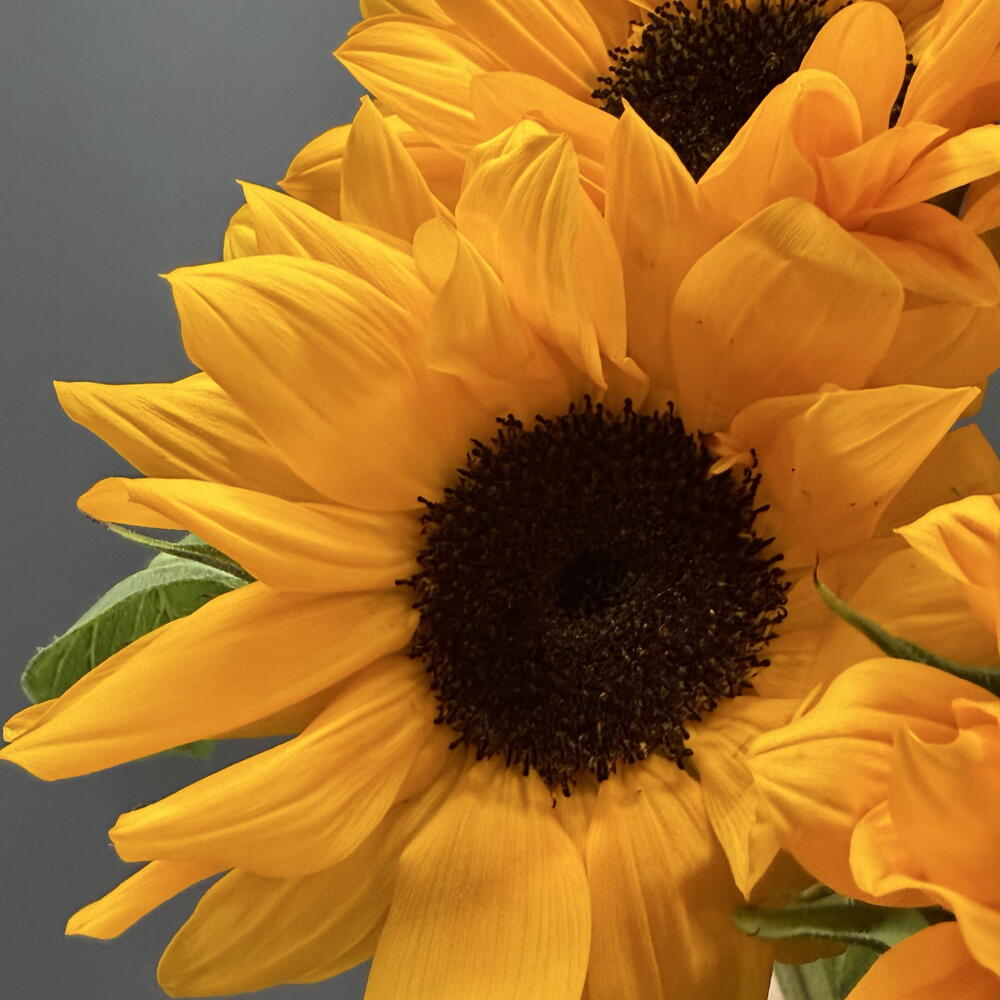 Крупные подсолнухи 5 шт 🌻