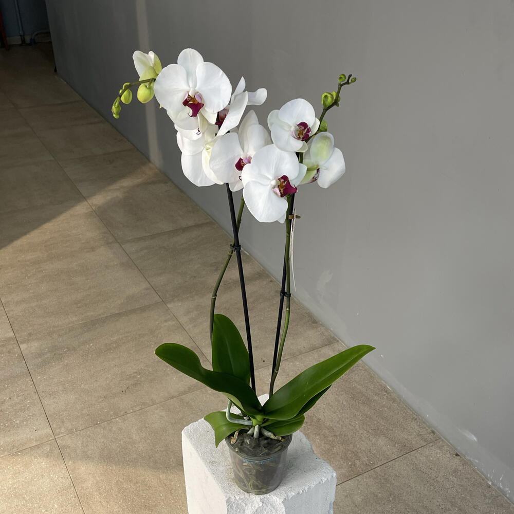 MARSALA WHITE ORCHID эффектная высокая 2-ствольная орхидея