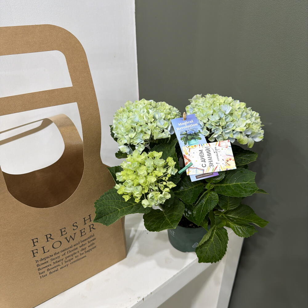 Hydrangea Гортензия крупнолистная с Днём знаний первокласснику