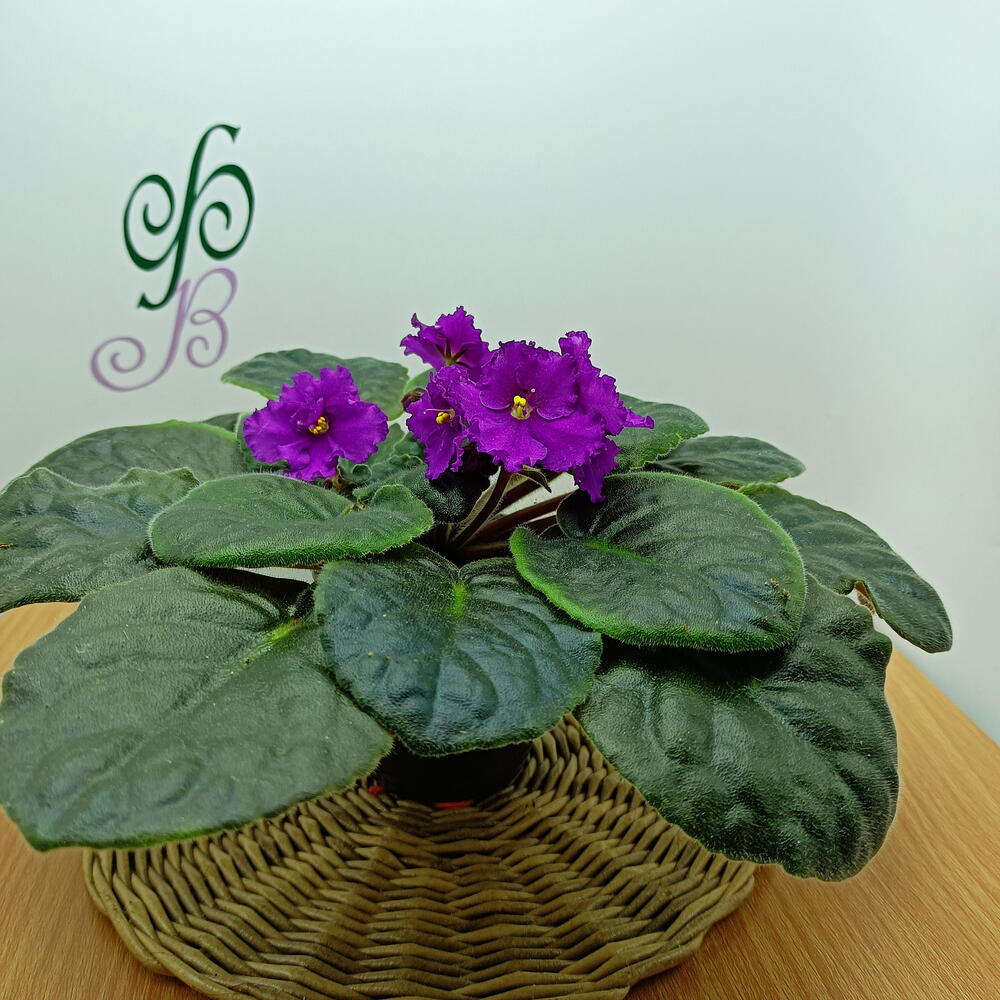 Фиалка (*5), сенполия