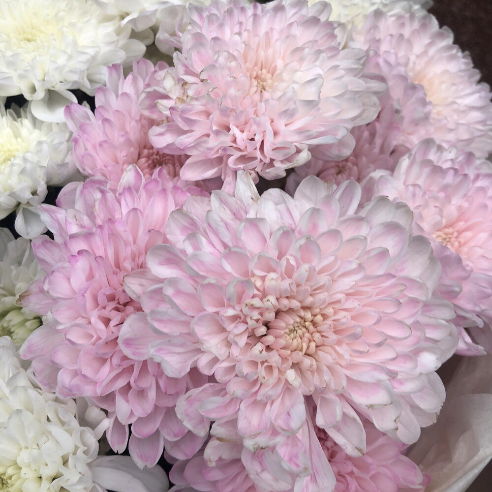 Бабл Гам🌸