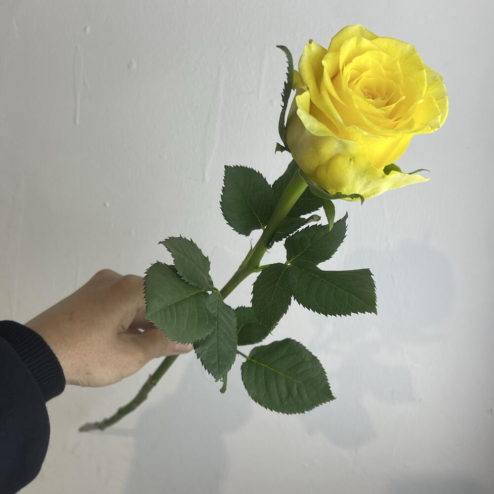 Роза жёлтая 💛