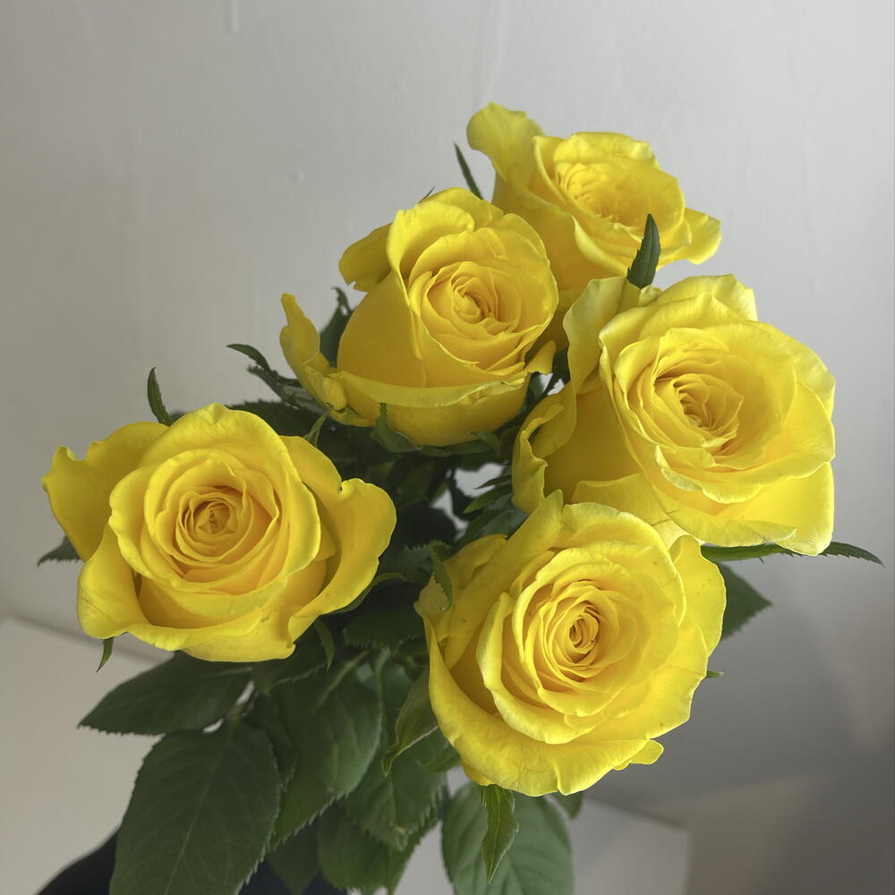 Розы жёлтые 💛 5