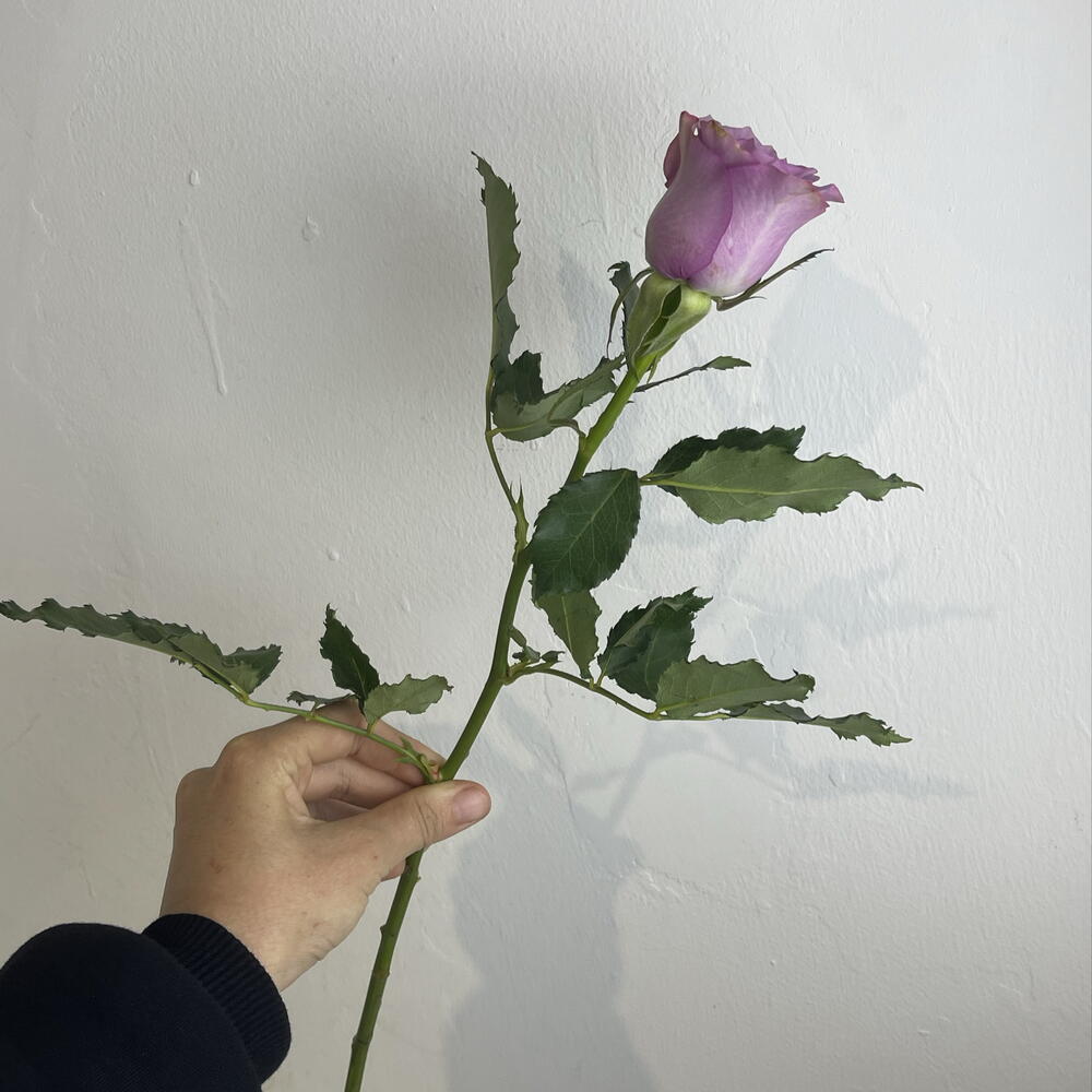 Розы фиолетовые 💜