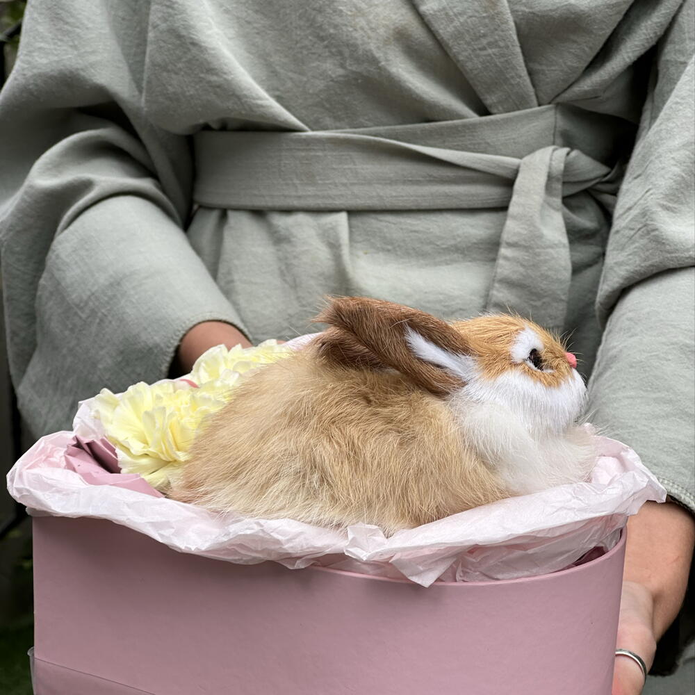 Банни