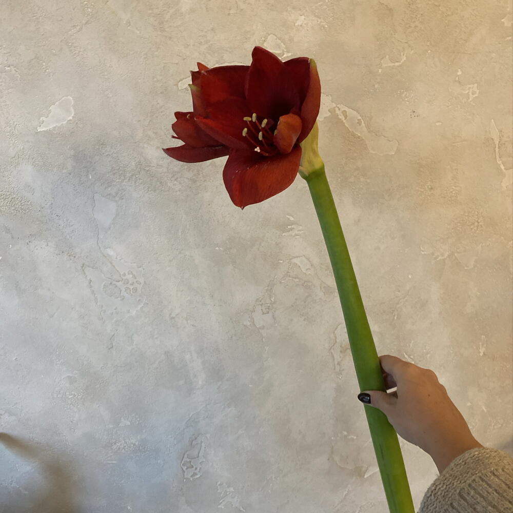Амариллис