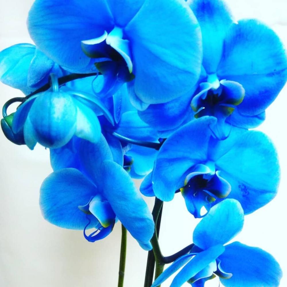 Синяя орхидея в горшке. Орхидея фаленопсис голубая. Орхидея фаленопсис синяя. Орхидея фаленопсис Блу. Королевский фаленопсис синий.