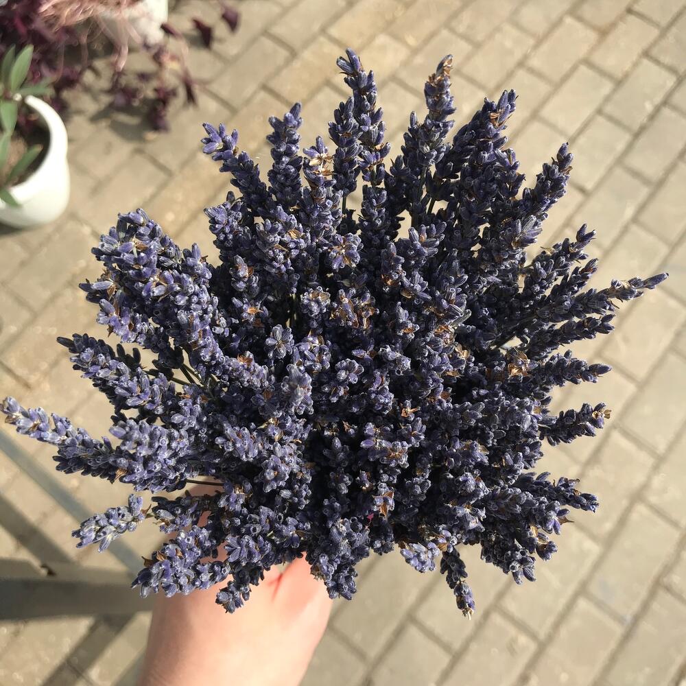 Букет лаванды