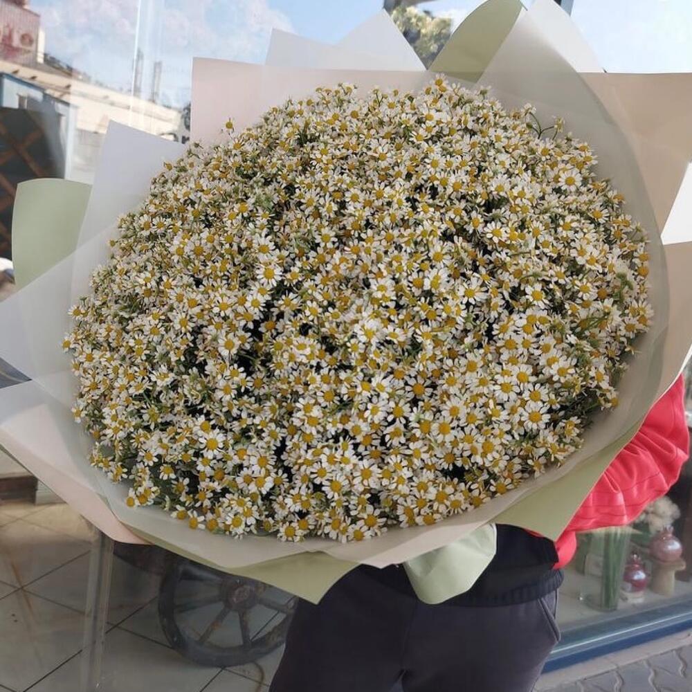101 кустовая ромашка
