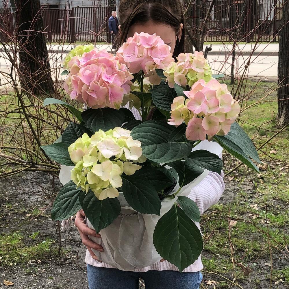 Гортензия нежно-розовая