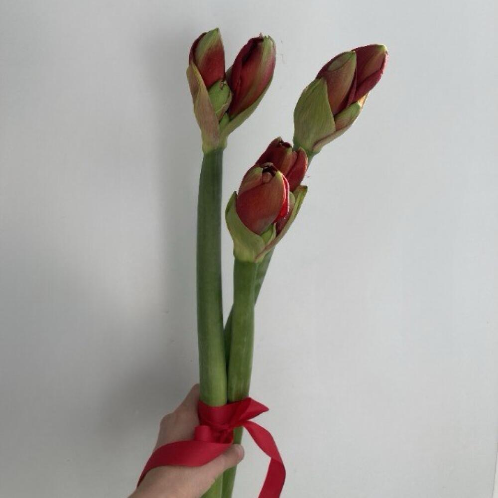 3 амариллиса