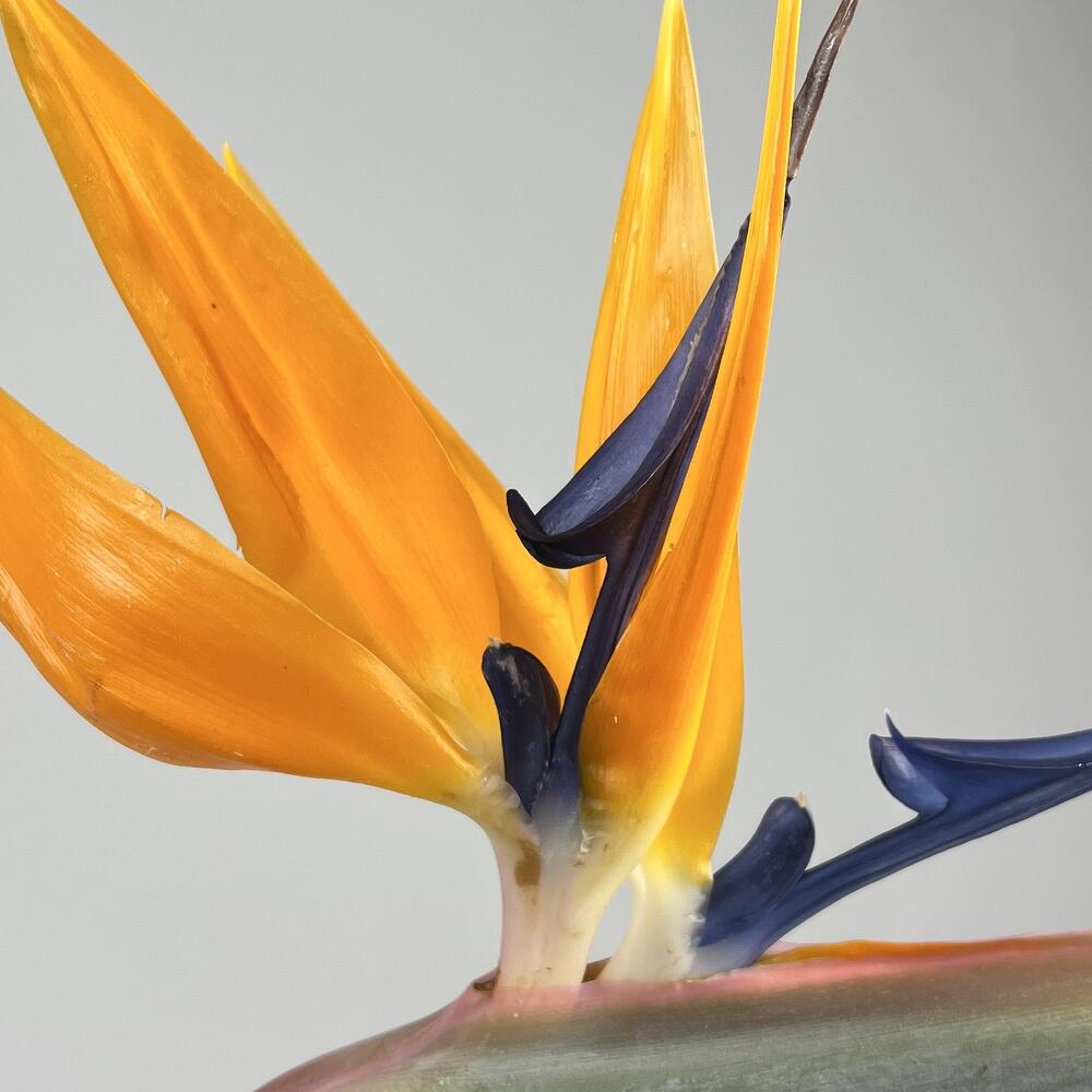 Стрелиция